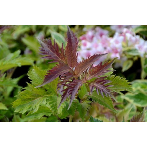 Sambucus nigra "Serenade"
