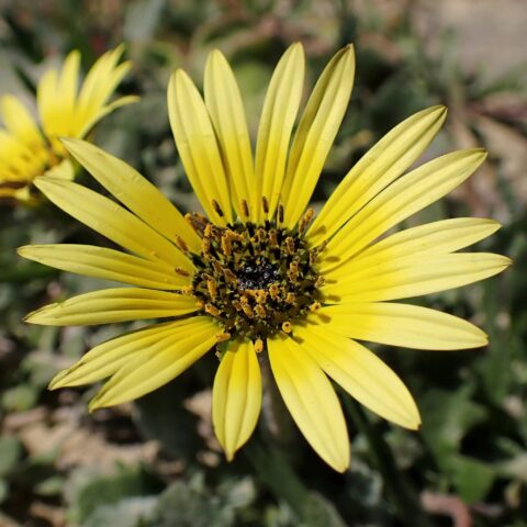 Arctotheca calendula