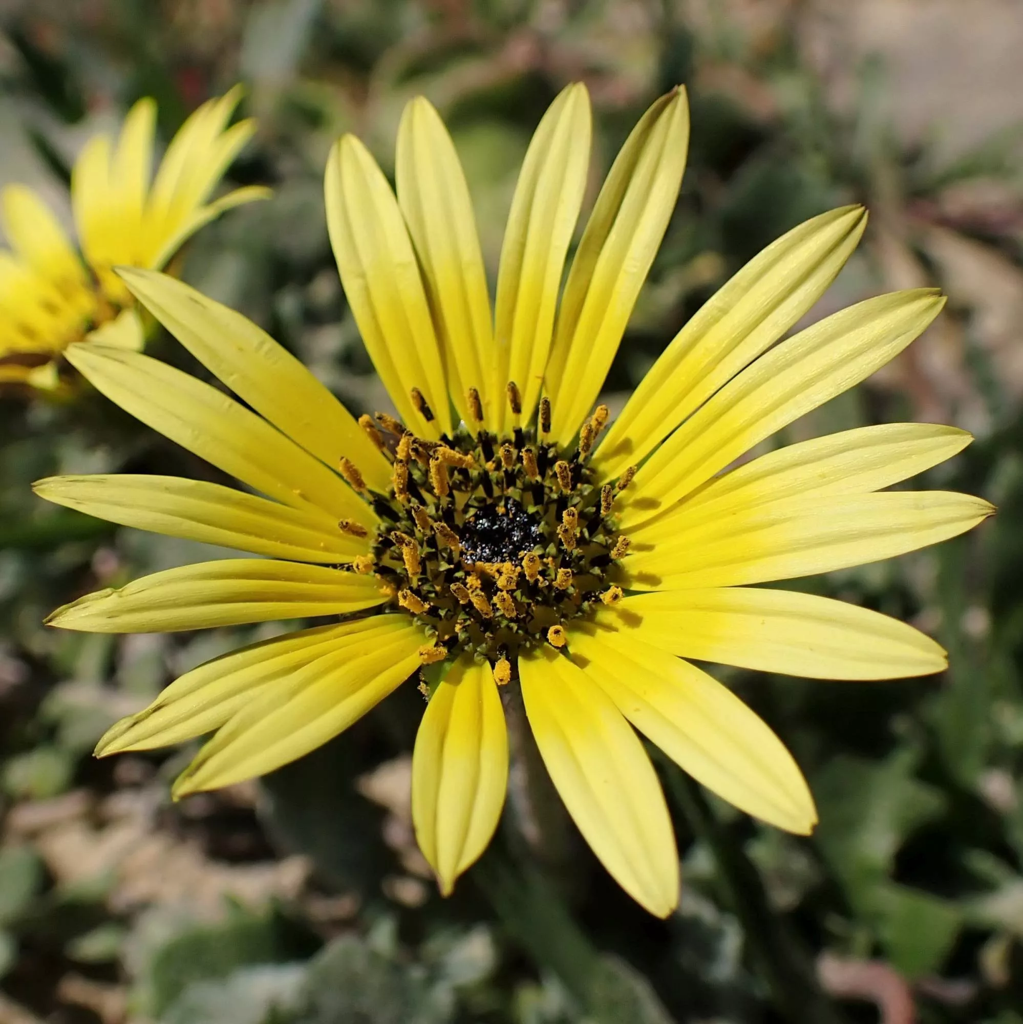 Arctotheca calendula
