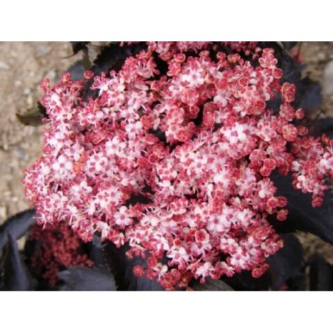 Sambucus nigra "Black Tower"