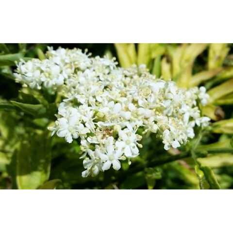 Sambucus nigra "Golden Tower"