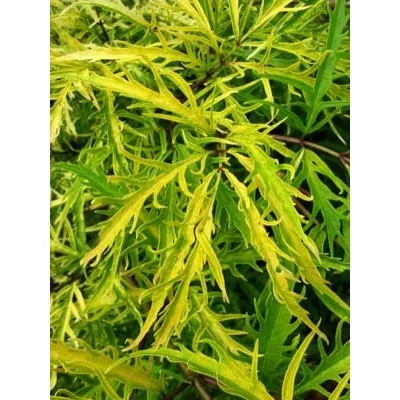 Sambucus racemosa "Plumosa Aurea"