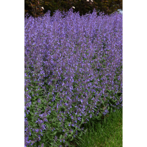 Nepeta x faassenii "Walker Low"