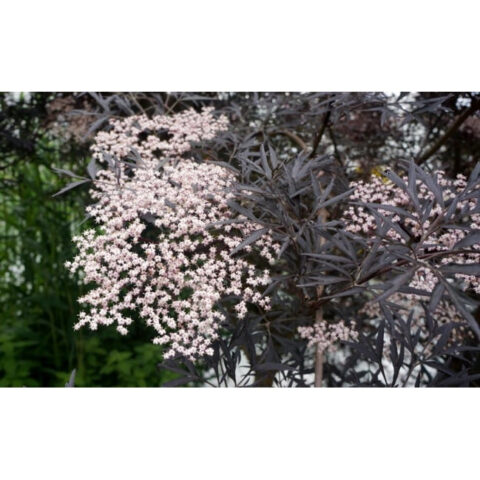Sambucus nigra "Black Lace"