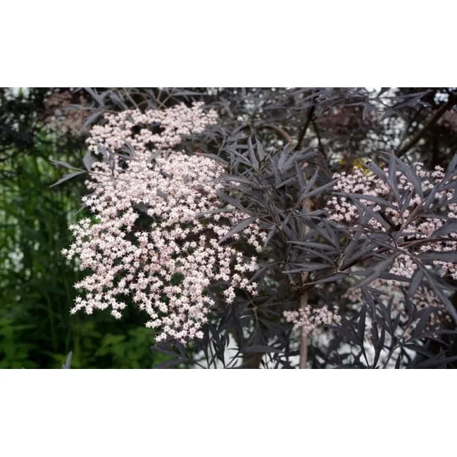 Sambucus nigra "Black Lace"