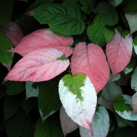 Actinidia kolomikta