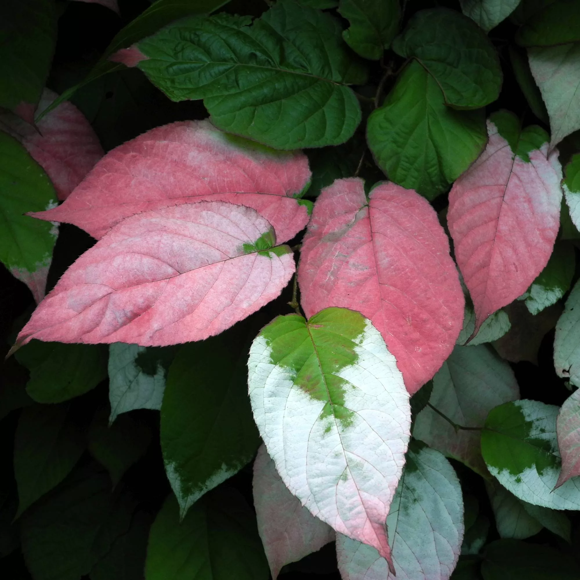 Actinidia kolomikta