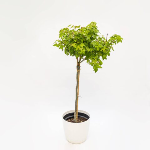 Liquidambar styraciflua "Gum Ball"