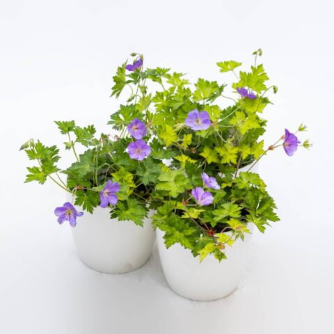Geranium wallichianum in variet