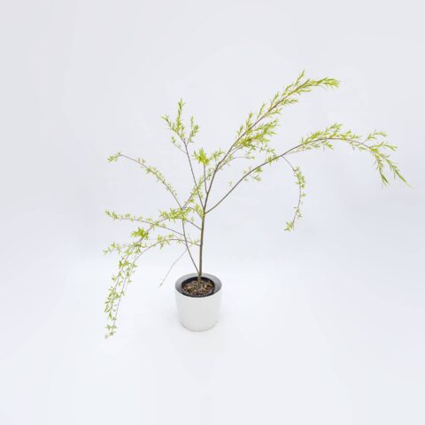 Salix babylonica "Rokkakudo"
