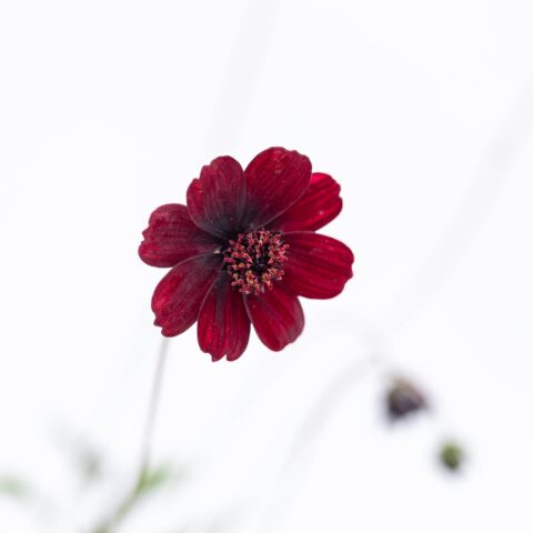 Cosmos atrosanguineus