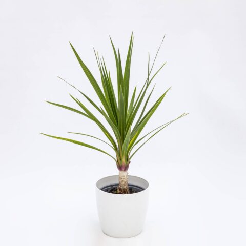 Cordyline australis "Peko"