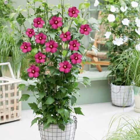 Hibiscus syriacus "Flower Tower Ruby"