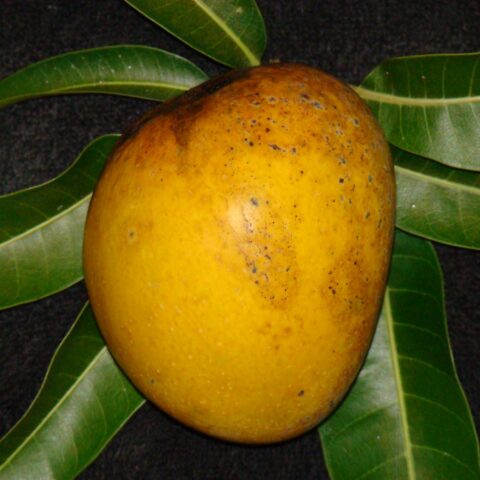 Mangifera indica "Alphonso"