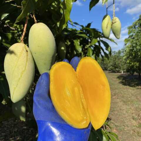 Mangifera indica "Nam Dok Mai"