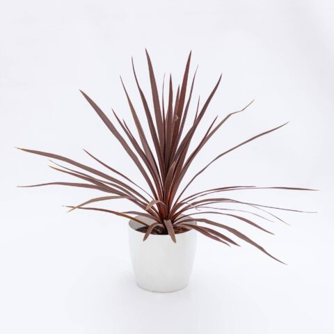 Cordyline fruticosa "Red Sister"