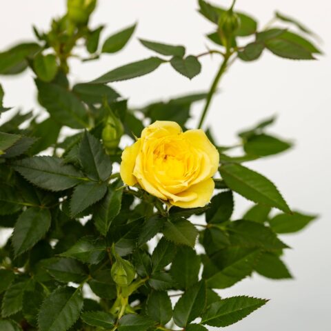 Rosa Patio Gialla