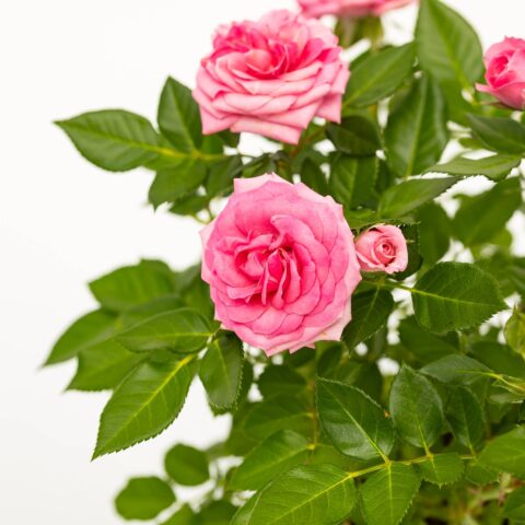 Rosa Patio Rosa Scuro