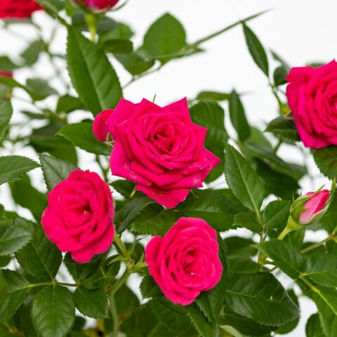 Rosa Patio Fucsia
