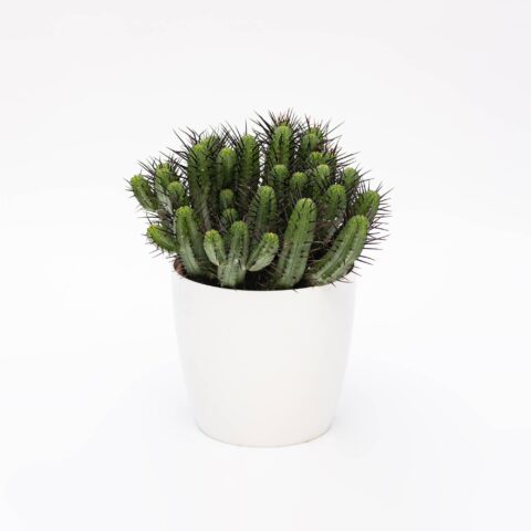 Euphorbia enopla