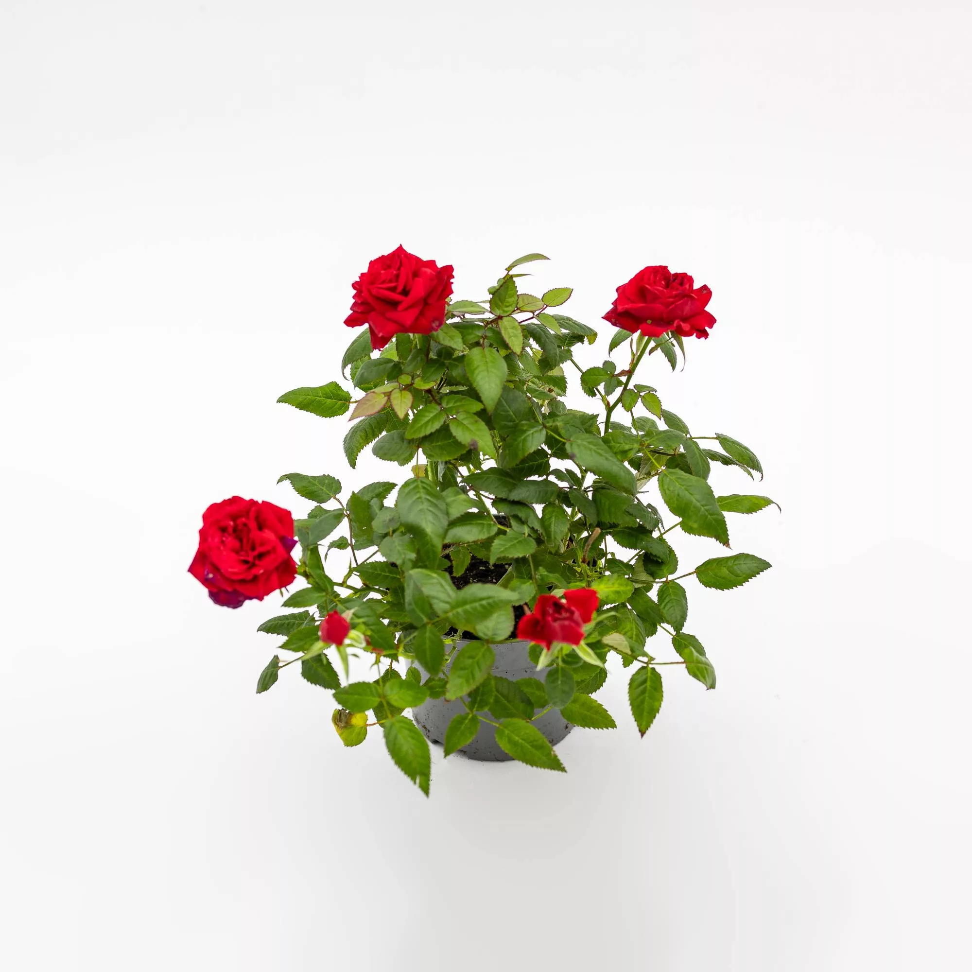 Rosa Patio Rossa