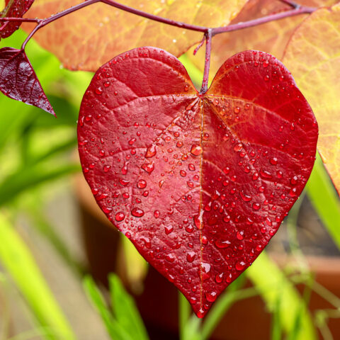 Cercis canadensis "Eternal Flame"