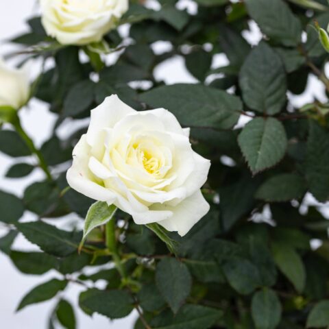 Rosa Patio Bianca