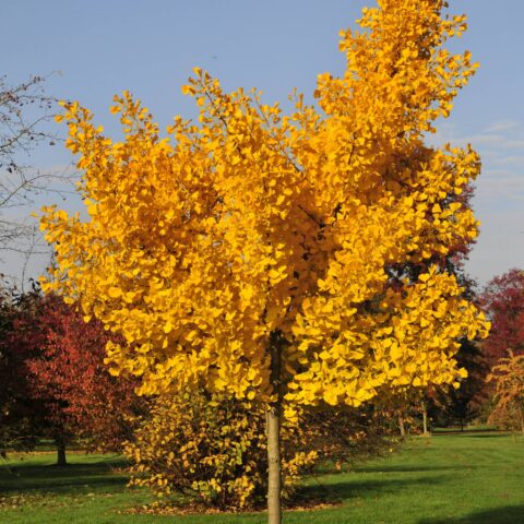 Ginkgo biloba "Autumn Gold"