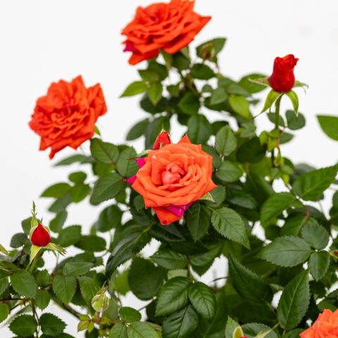 Rosa Patio Arancio