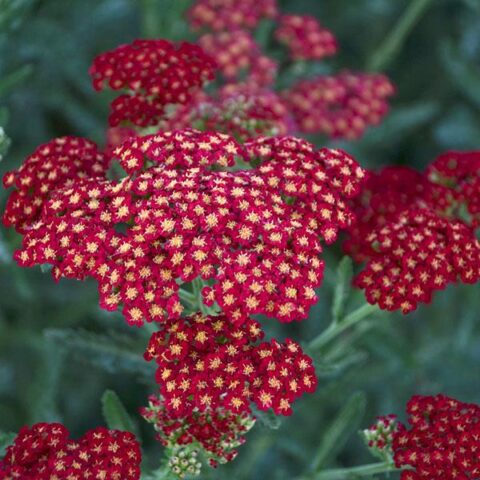 Achillea millefolium "Sassy Summer Sangria"