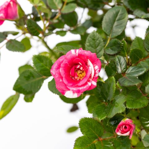 Rosa Patio Rosso-Bianco