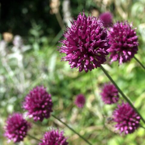 Allium sphaerocephalon