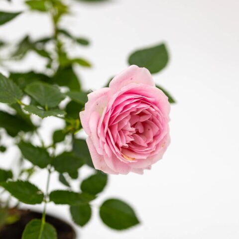 Rosa Patio Rosa Chiaro