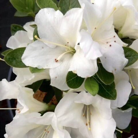 Azalea Encore "Ivory"