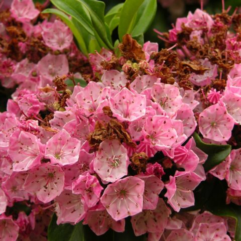 Kalmia latifolia
