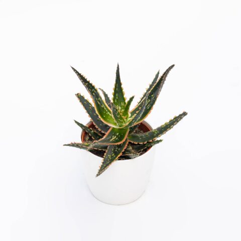 Aloe zebrina "Dannyz"