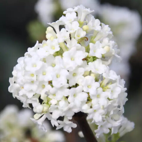 Viburnum farreri "Candidissimum"