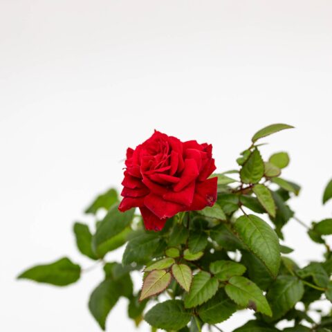 Rosa Patio Rossa