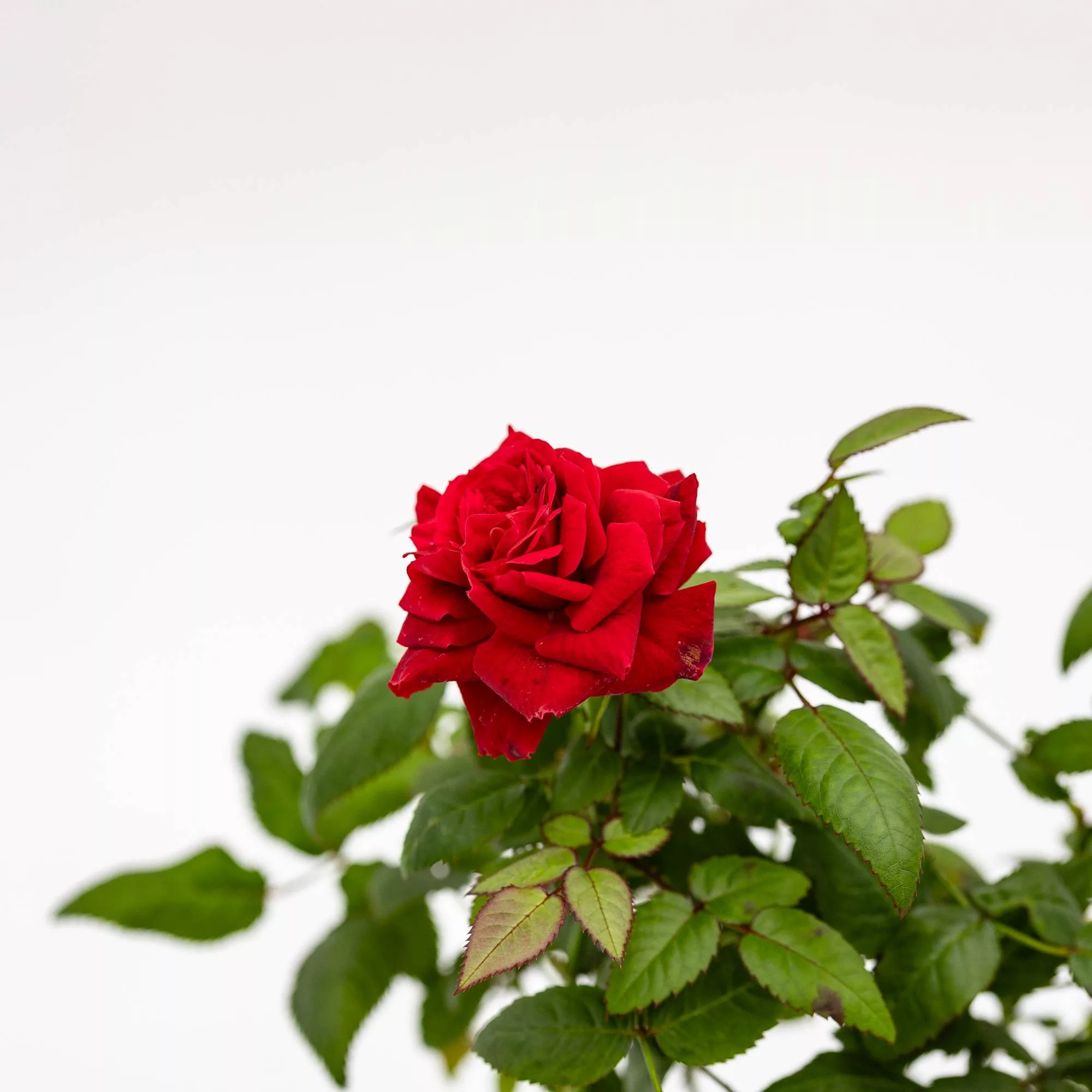 Rosa Patio Rossa