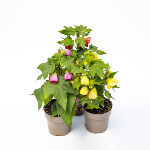 Abutilon in variet