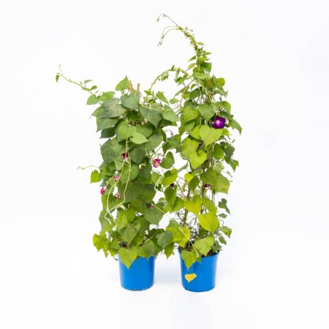 Ipomea purpurea in variet