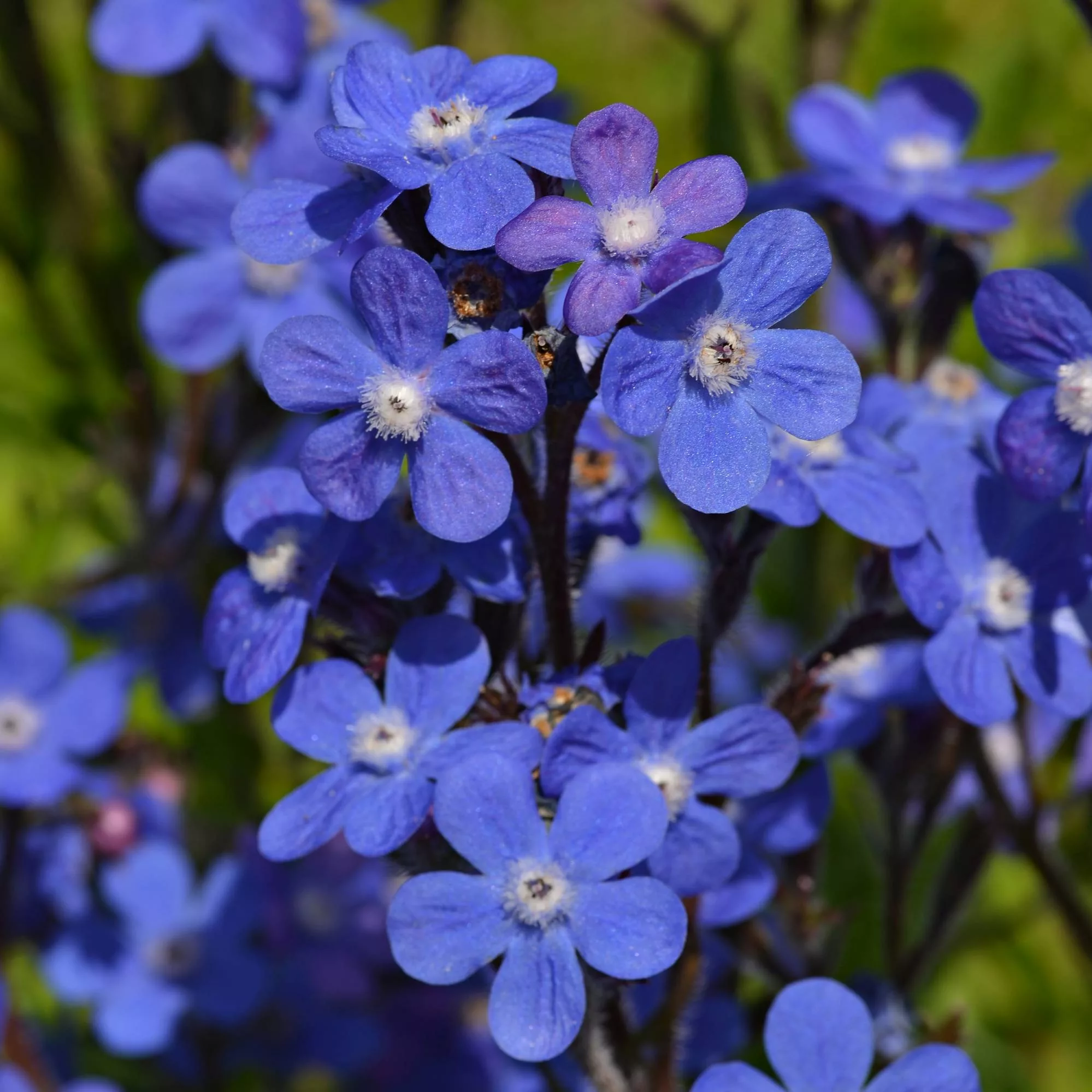 Anchusa azurea "Feltham Pride"