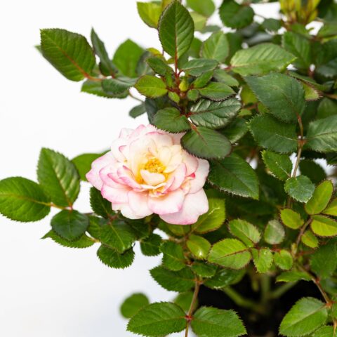 Rosa Patio Bianco-Rosa