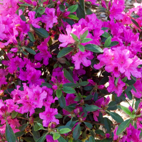 Azalea Encore "Shortly"