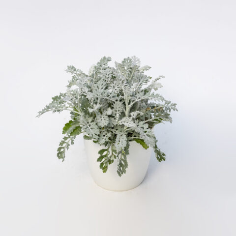 Senecio cineraria
