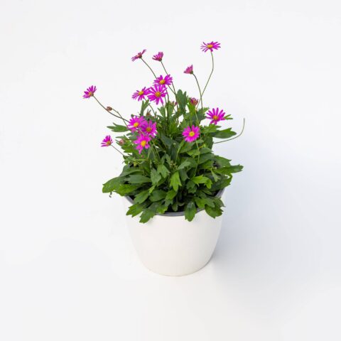 Brachyscome