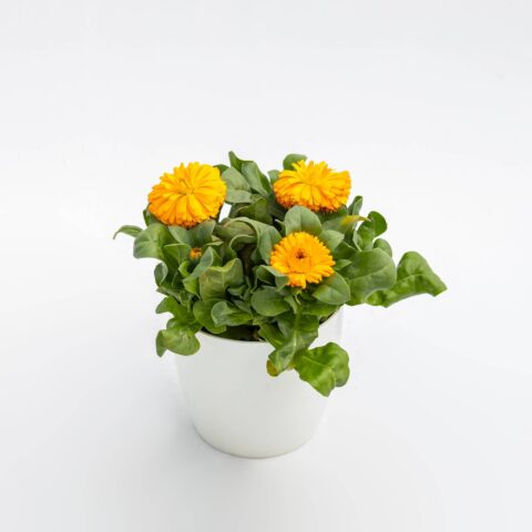 Calendula officinalis in variet