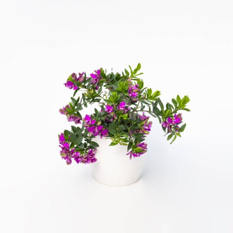 Polygala myrtifolia