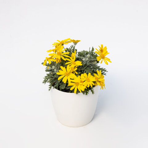 Euryops