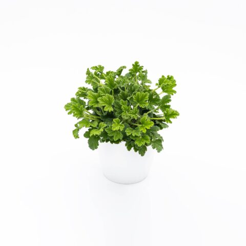Pelargonium odoriferous "Orange Fresh"